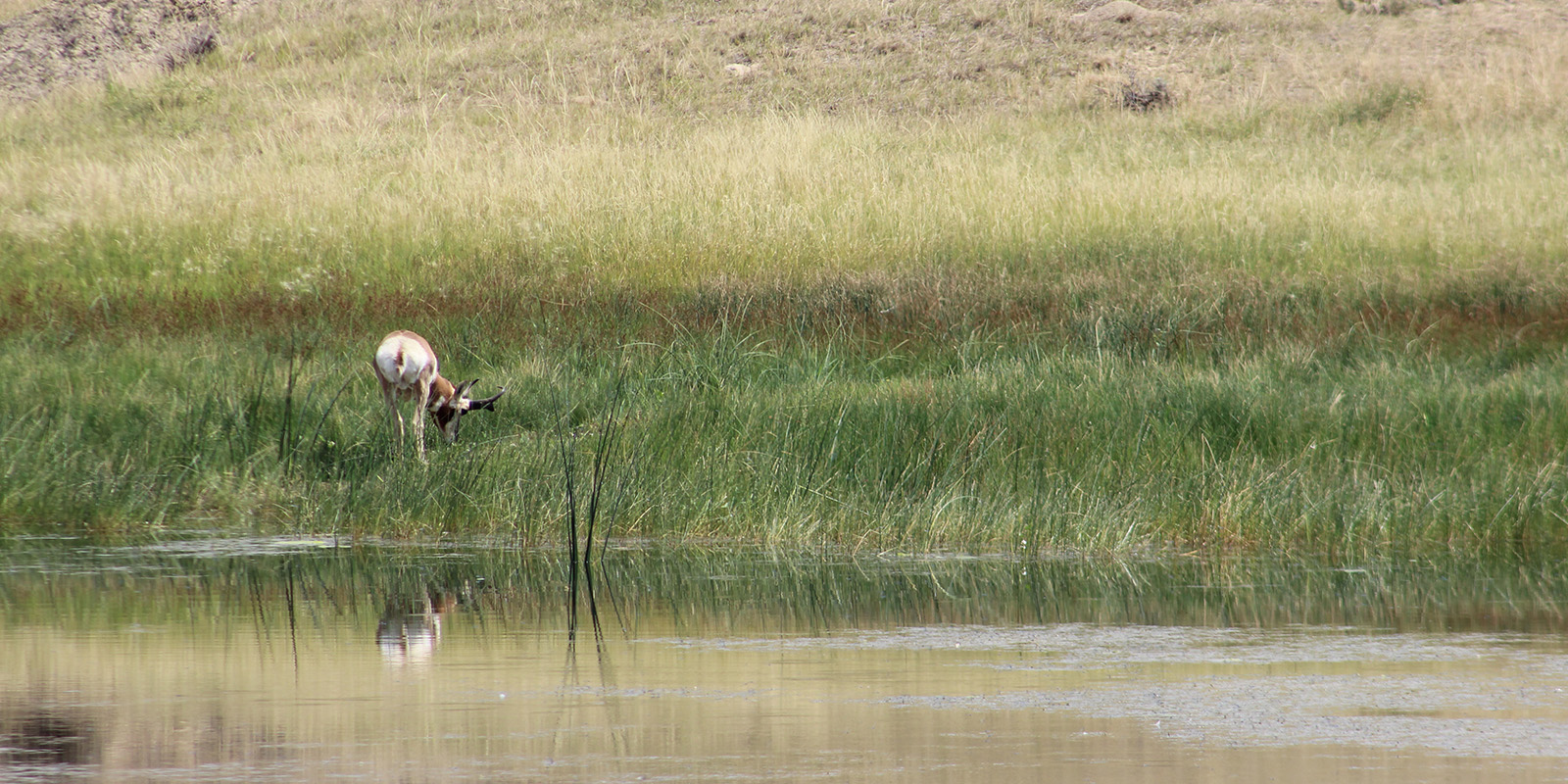 Antelope over Water WY 2020